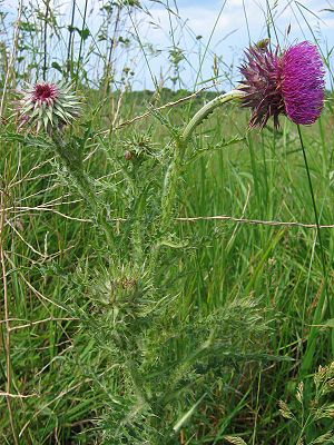 Musk thistle